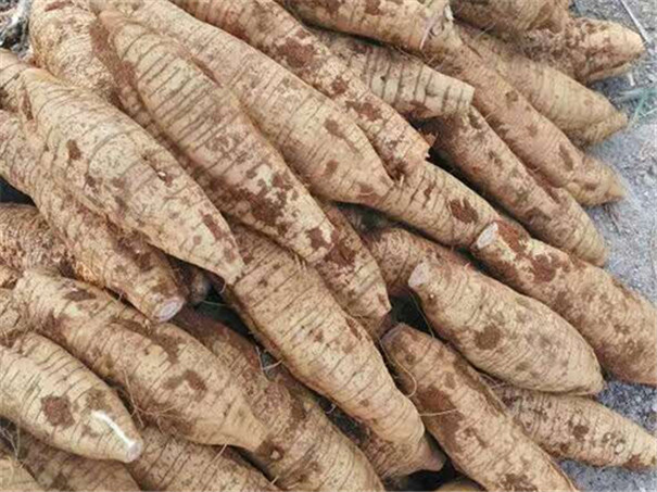 怎样提高葛根淀粉的产量和品质？在加工时要注意这4点