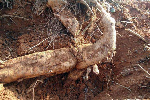 怎样提高葛根淀粉的产量和品质？在加工时要注意这4点