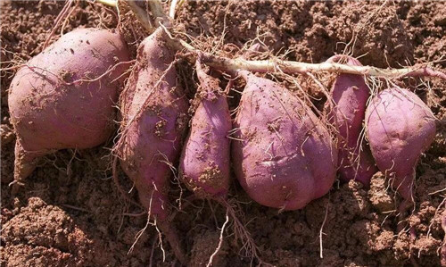 淀粉型红薯种植施肥技巧（一）