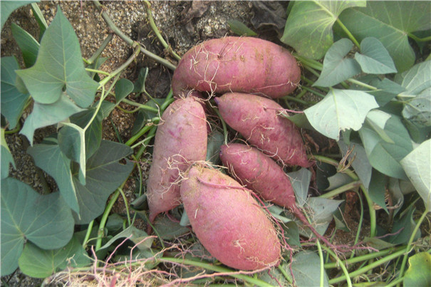 提高红薯淀粉产量与品质的3个关键因素