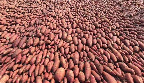 红薯种植加工业如何搭上乡村振兴政策的便车